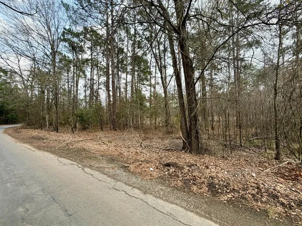 a view of a forest with trees in the background