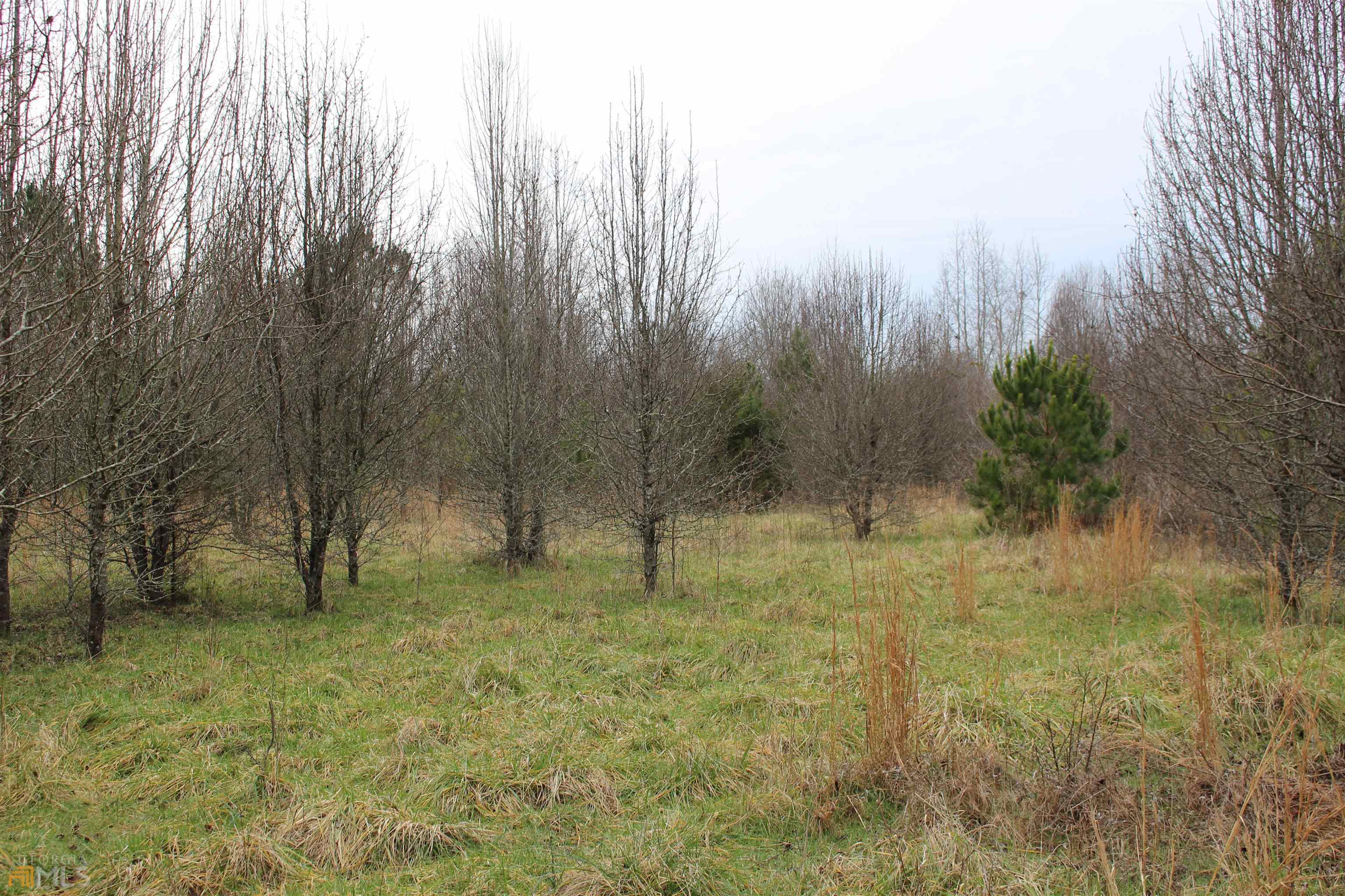 A Morton Road Athens, GA 30605 - Photo 1 of 1 a view of lot of trees