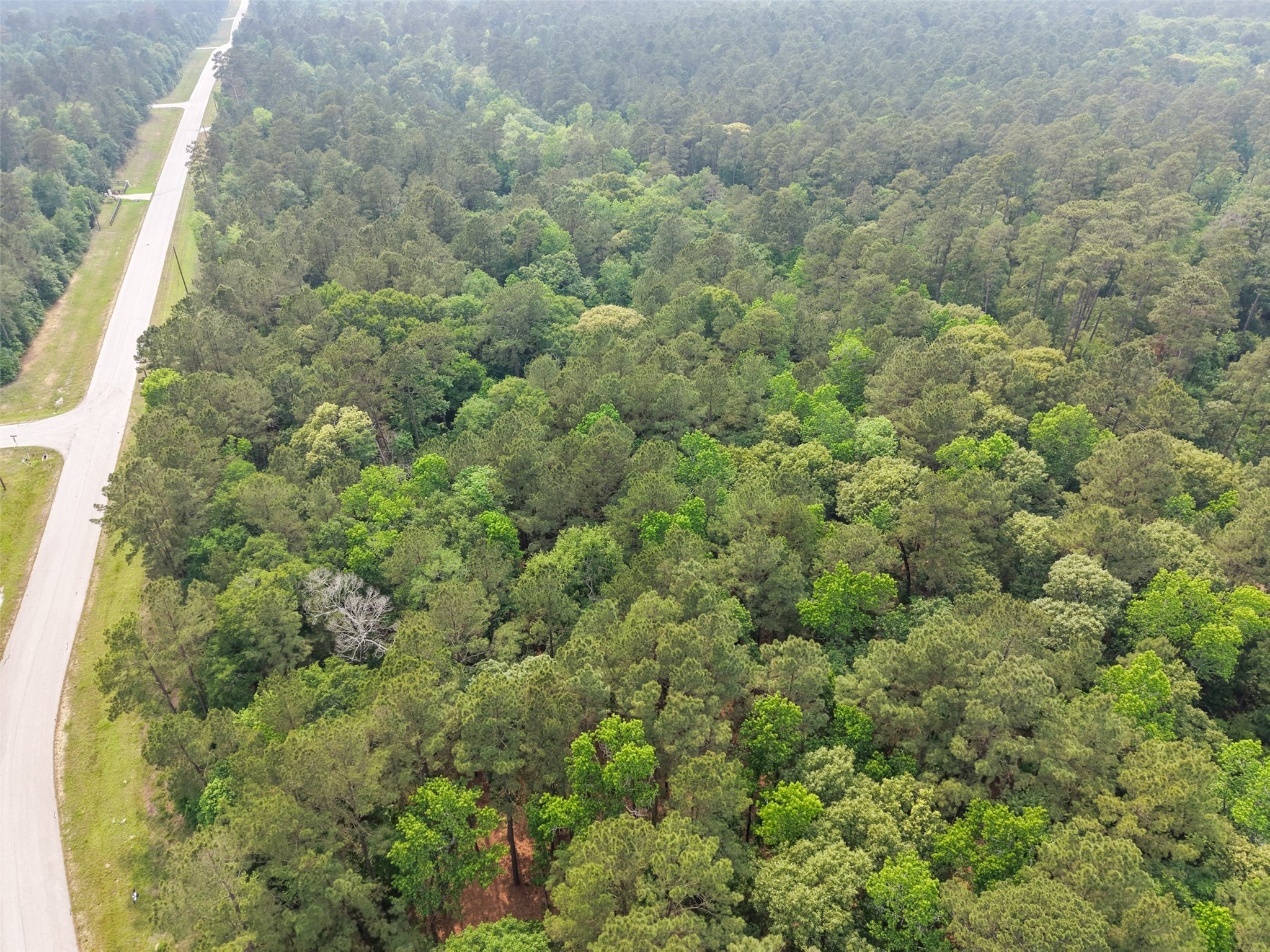 12-22-76 Granite Road Conroe, TX 77304 - Photo 12 of 21 a view of a forest with a street