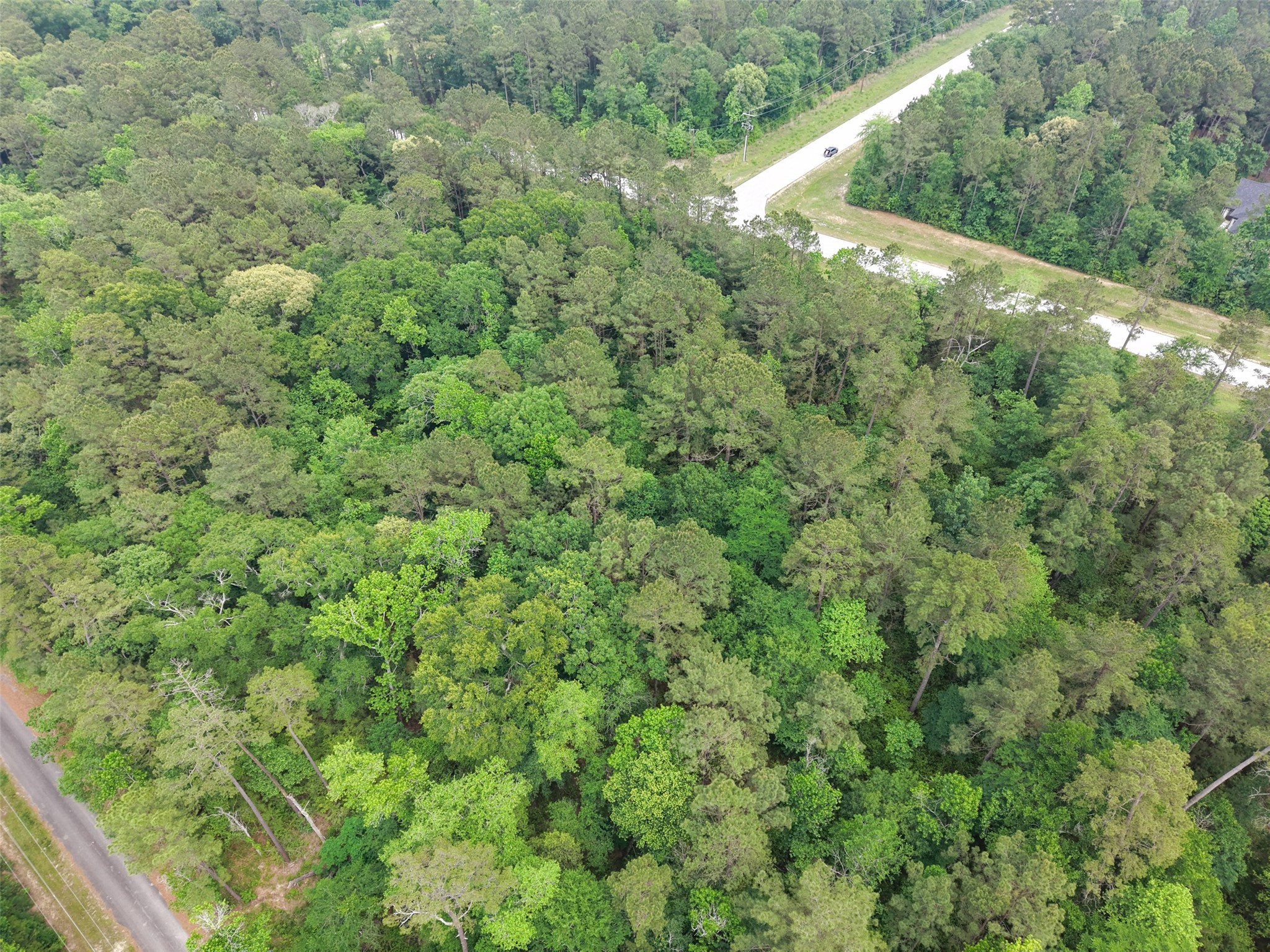 12-22-76 Granite Road Conroe, TX 77304 - Photo 18 of 21 a view of a forest that has a tree