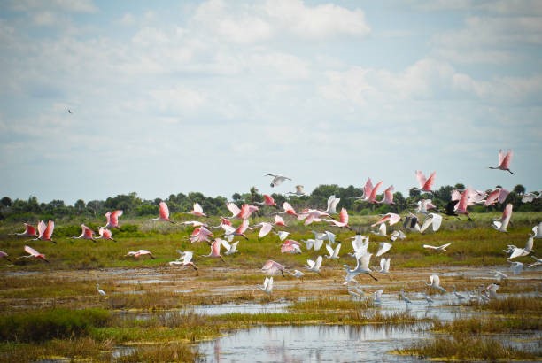 49 Shell Key Hitchcock, TX 77563 - Photo 12 of 12