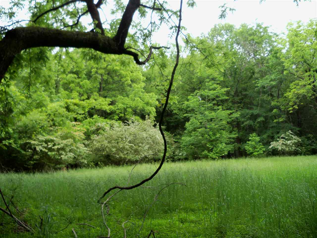0 Pisgah Road Eads, TN 38028 - Photo 13 of 16 Gallery Image 13
