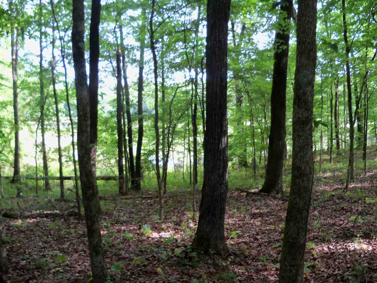 0 Pisgah Road Eads, TN 38028 - Photo 3 of 16 Gallery Image 3