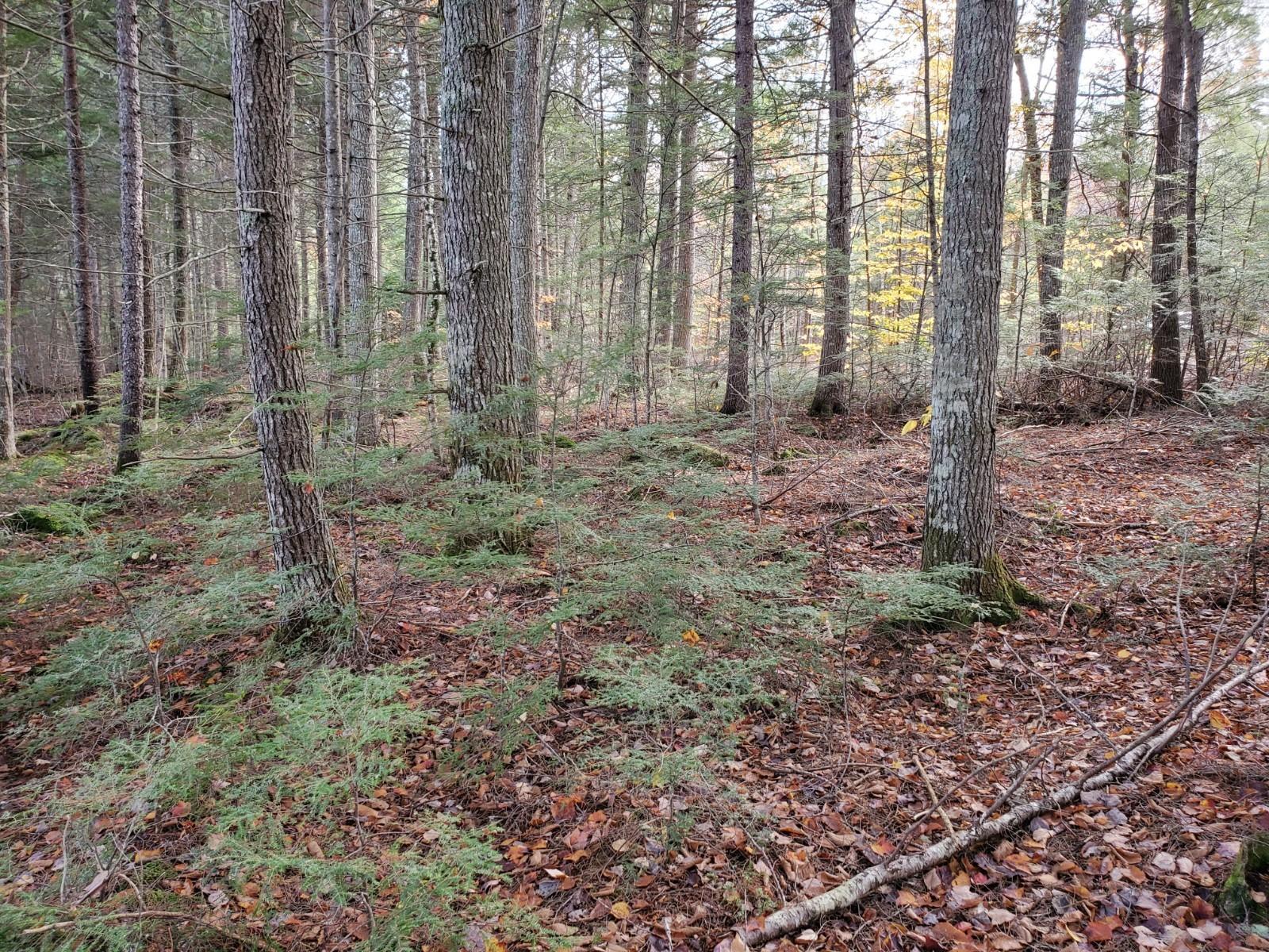 Lot 2 Still Road Lincoln, ME 04457 - Photo 5 of 12 20201019_122959