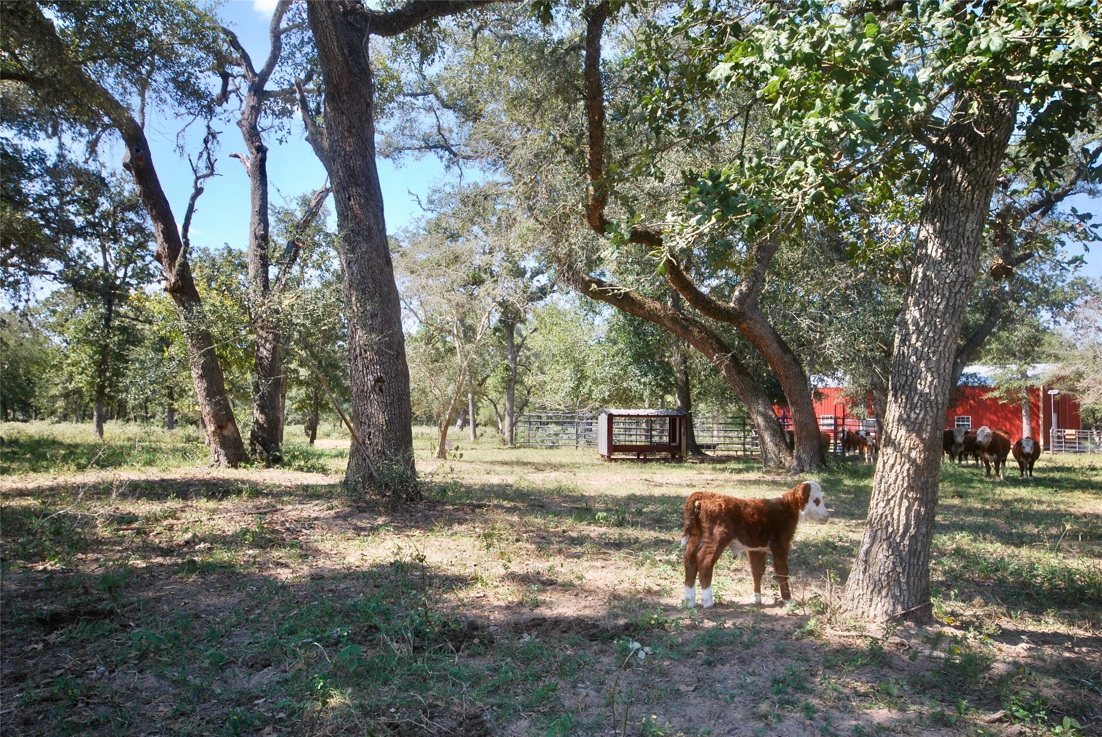 3033 County Road 18 Hallettsville, TX 77964 - Photo 44 of 50