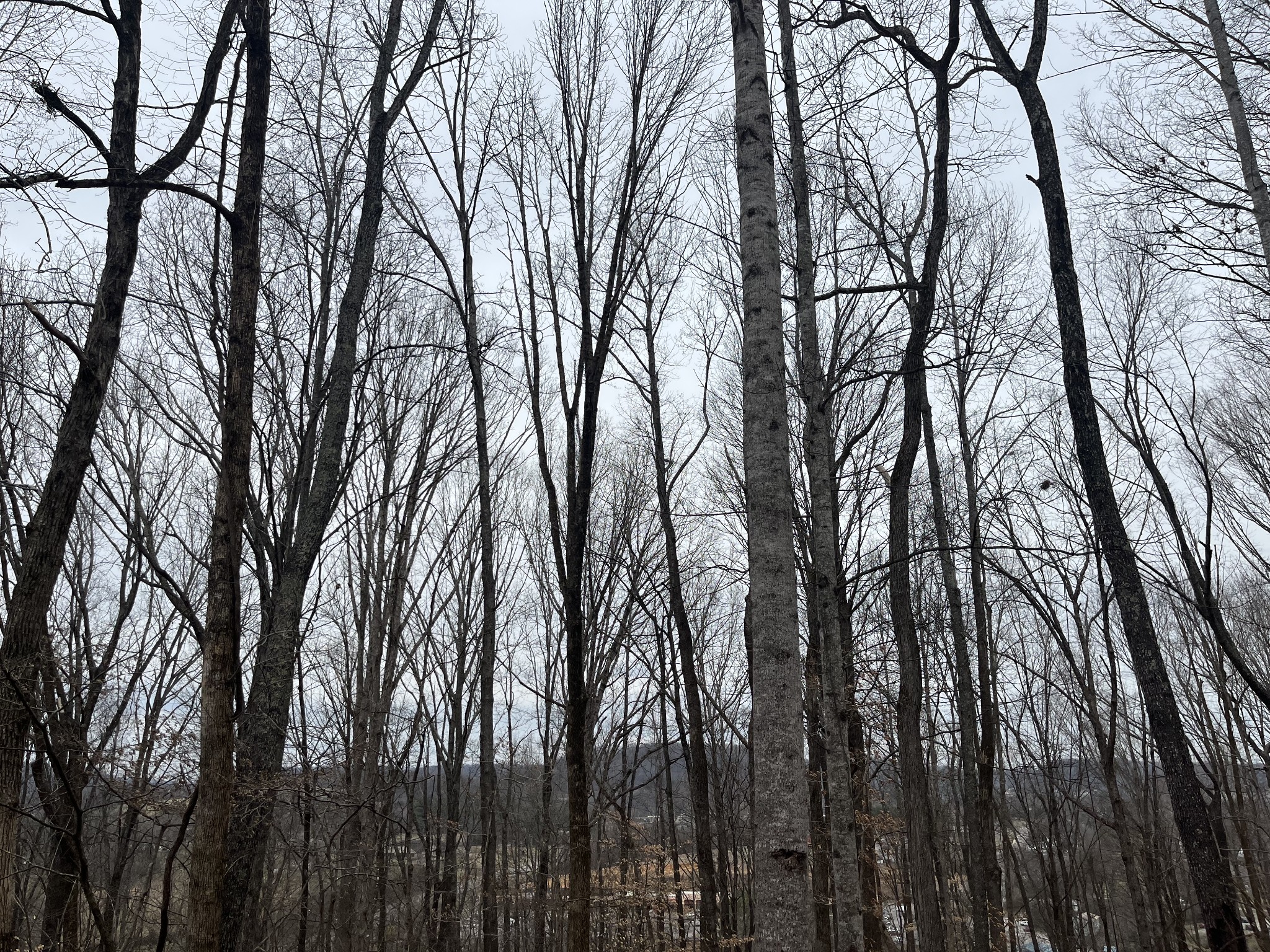 147 Chestnut Hill Road Livingston, TN 38570 - Photo 4 of 5