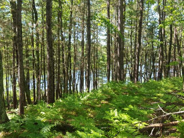 Off Jacoby Road Conover, WI 54519 - Photo 8 of 16 Gallery Image 8