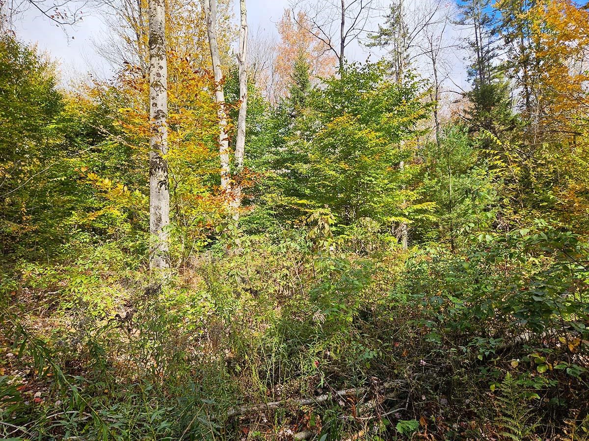 0 Oberland Valley Road Montgomery Center, VT 05471 - Photo 3 of 3