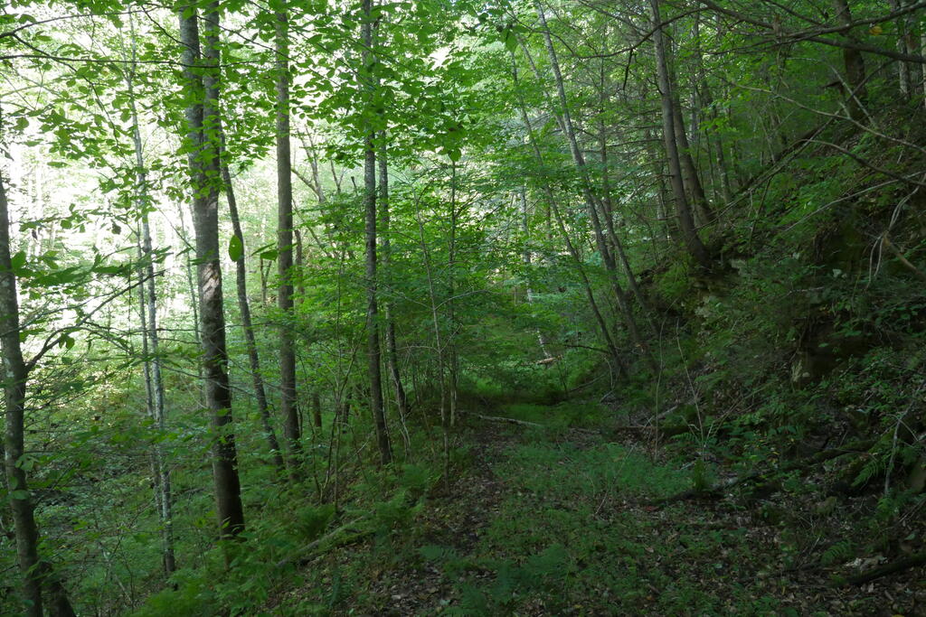 4163 Lick Creek Road Birchleaf, VA 24220 - Photo 80 of 86 Gallery Image 80