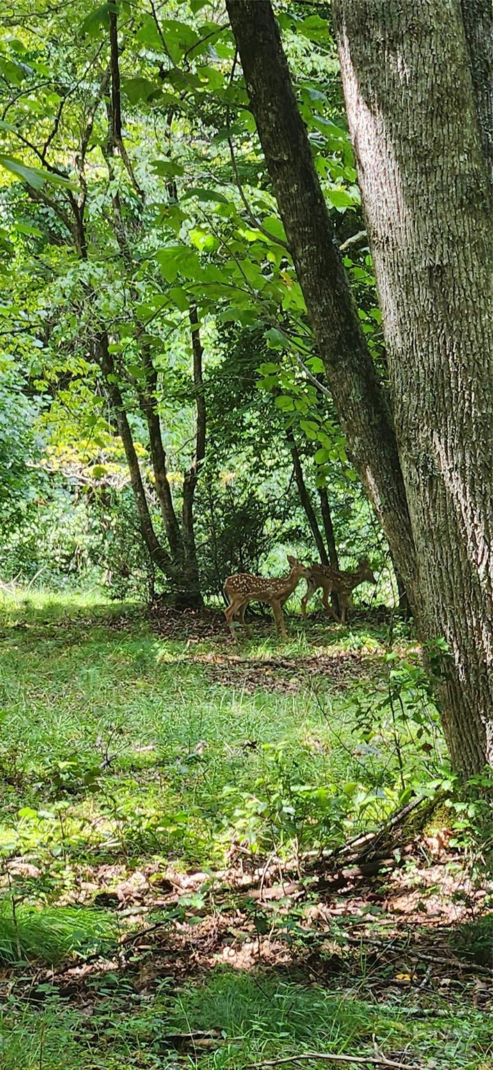 2767 Tanasee Gap Road Balsam Grove, NC 28708 - Photo 6 of 22 Gallery Image 6
