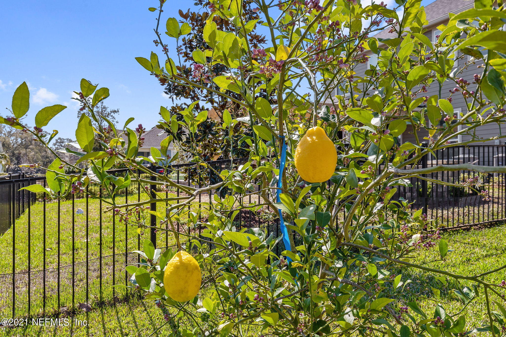 232 Southern Oak Drive Ponte Vedra, FL 32081 - Photo 33 of 34 Fruit Tree/ Lemon