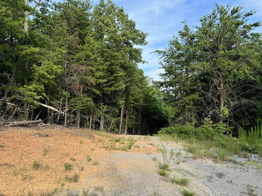 0 Piney Point Road Spring City, TN 37381 - Photo 4 of 12 20240614162344840631000000-o