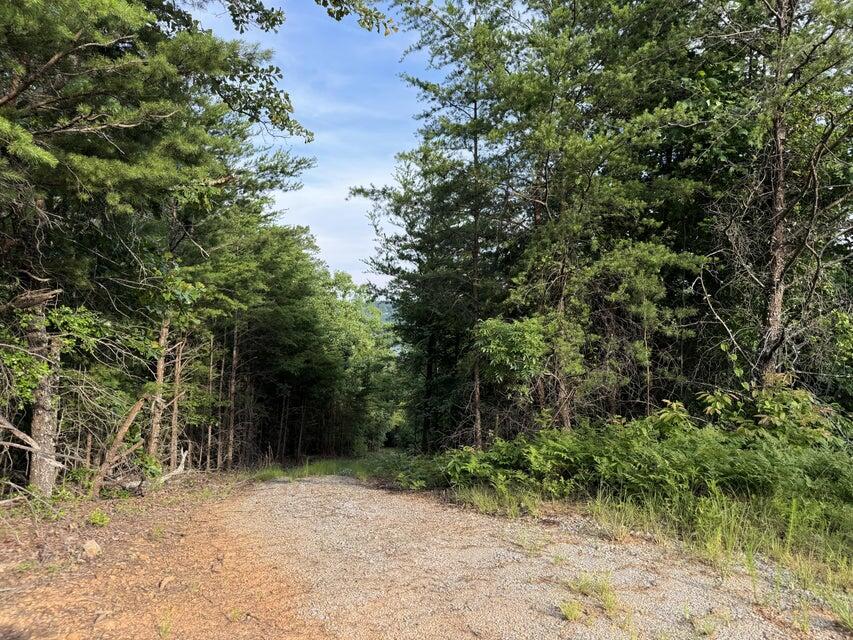 0 Piney Point Road Spring City, TN 37381 - Photo 7 of 12 20240614162710402378000000-o