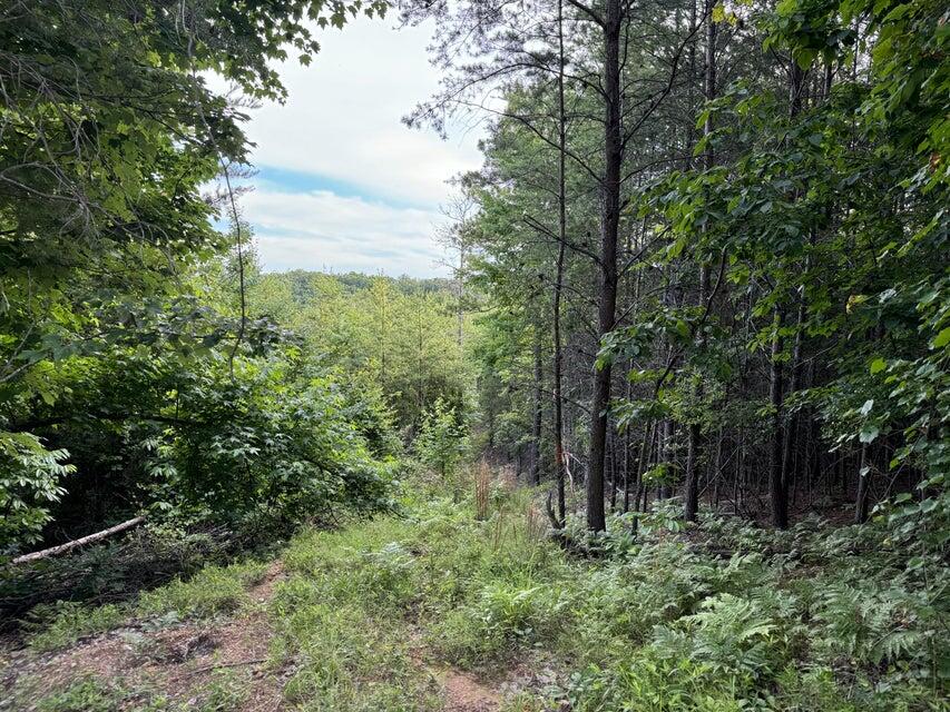 0 Piney Point Road Spring City, TN 37381 - Photo 8 of 12 20240614162759119162000000-o