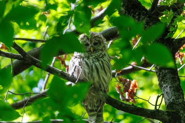 $250,000 | 14 Summit Drive, Franconia, NH 03580