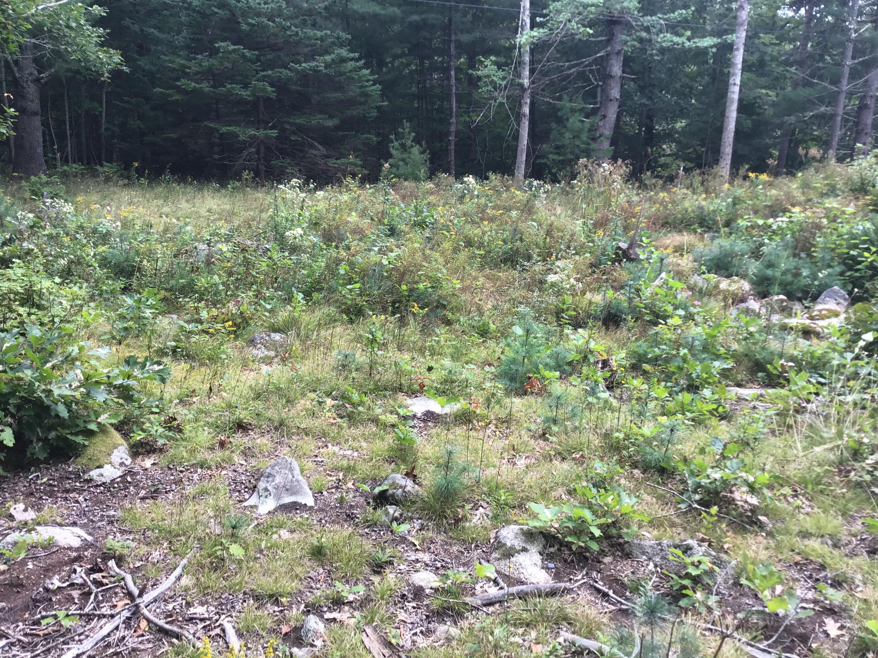 1 Giant Slide Road Mount Desert, ME 04660 - Photo 2 of 12 IMG_4450