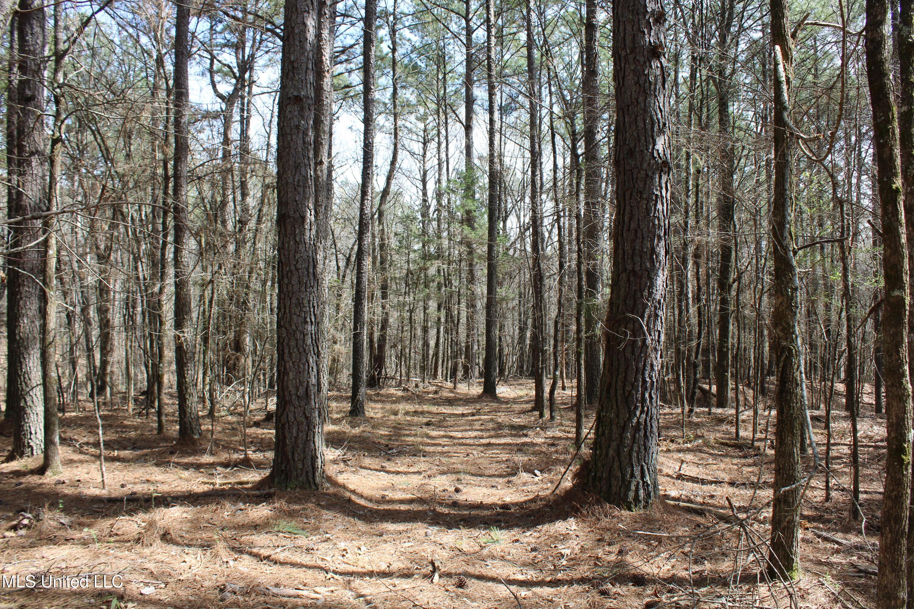 0 Glenville Road Como, MS 38619 - Photo 14 of 44 IMG_5759