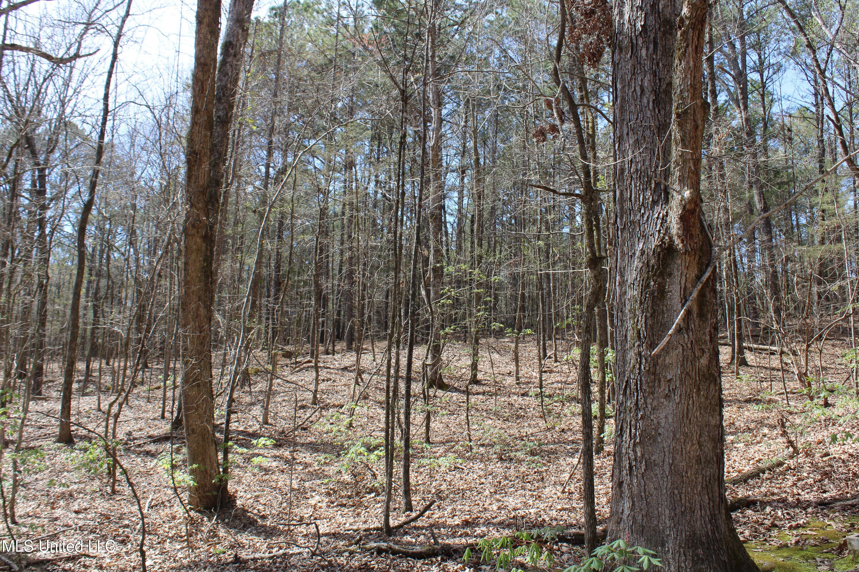 0 Glenville Road Como, MS 38619 - Photo 18 of 44 IMG_5763