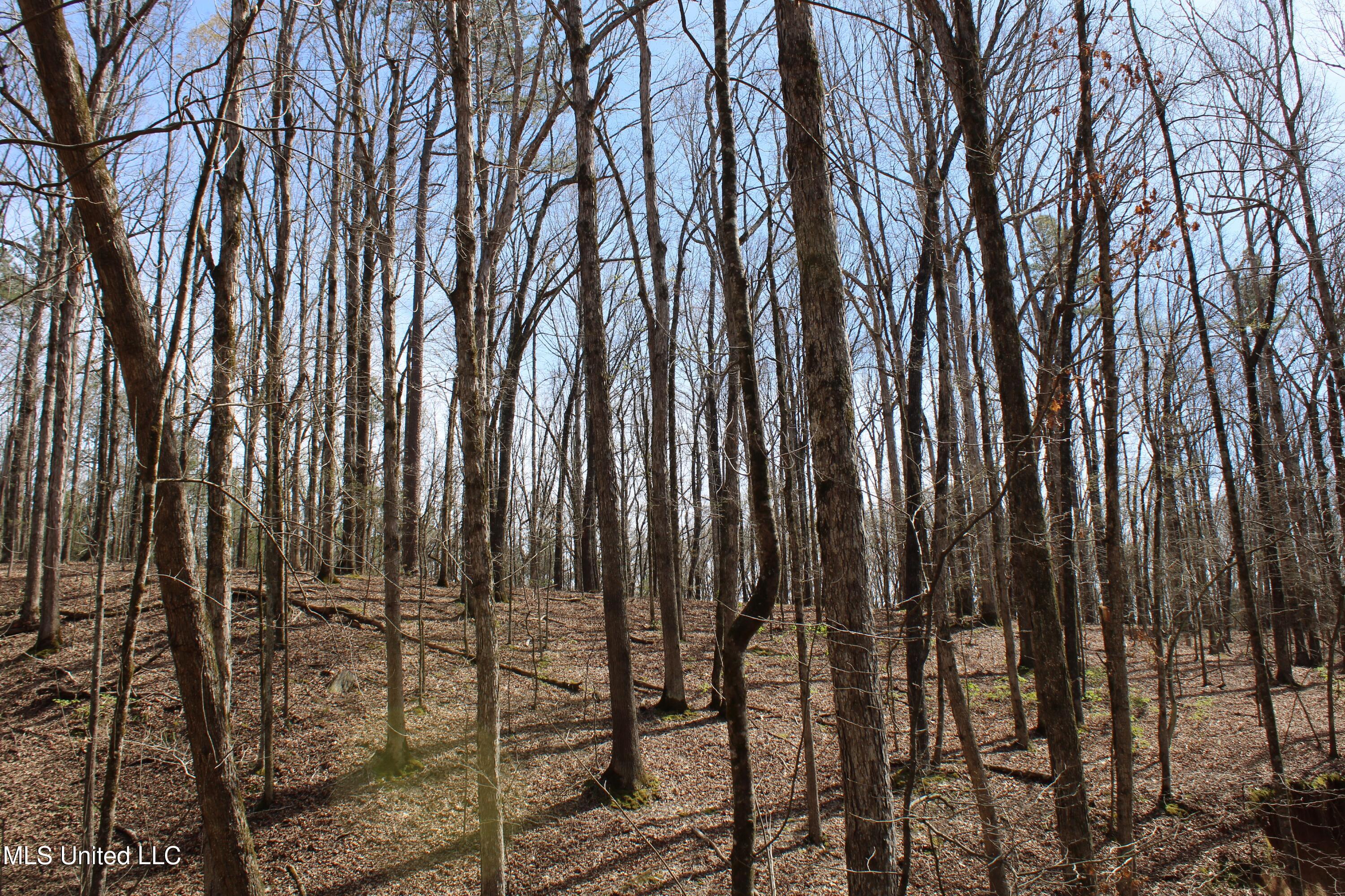 0 Glenville Road Como, MS 38619 - Photo 20 of 44 IMG_5765