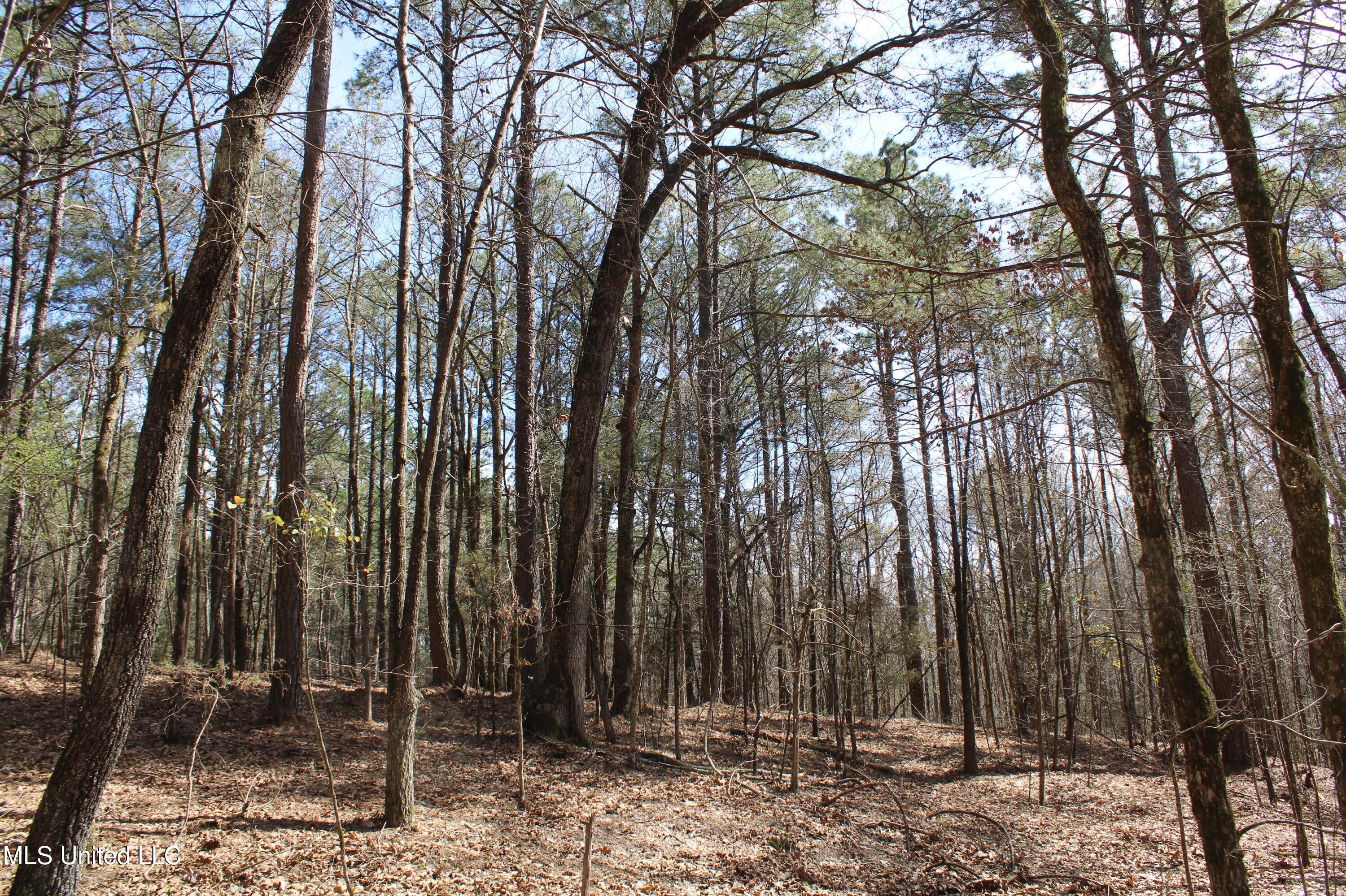 0 Glenville Road Como, MS 38619 - Photo 32 of 44 IMG_5777