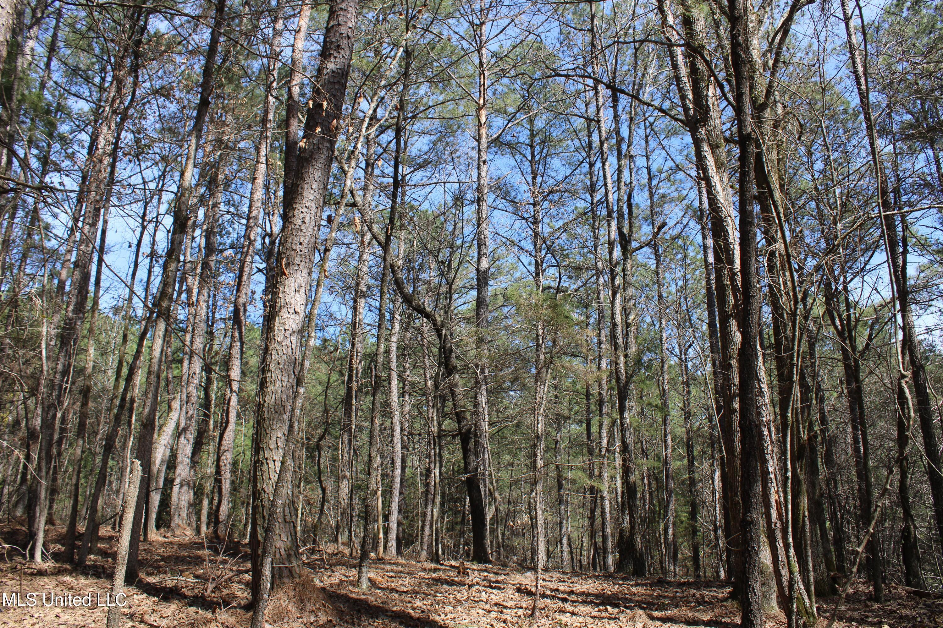 0 Glenville Road Como, MS 38619 - Photo 35 of 44 IMG_5780