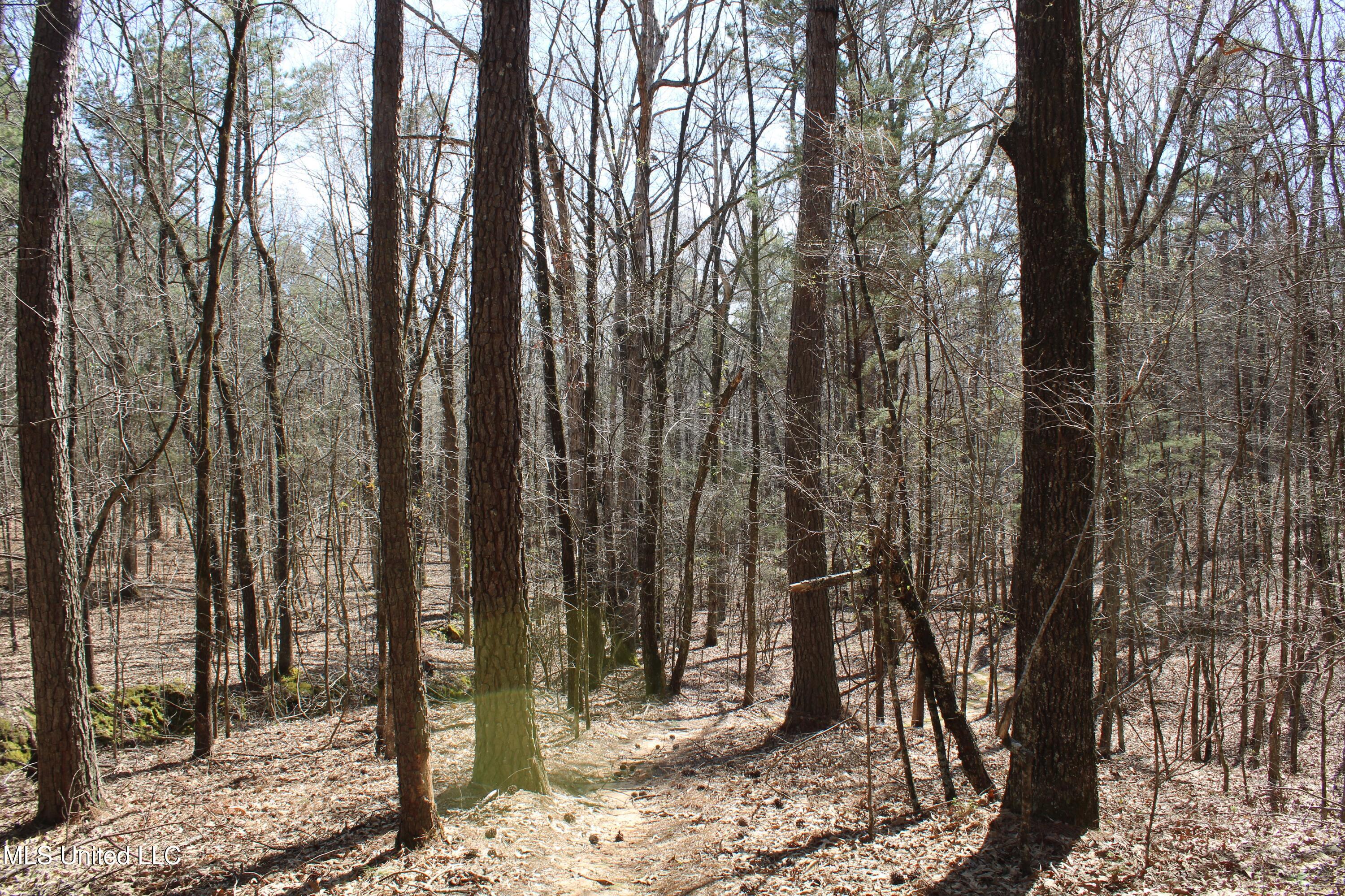 0 Glenville Road Como, MS 38619 - Photo 36 of 44 IMG_5781