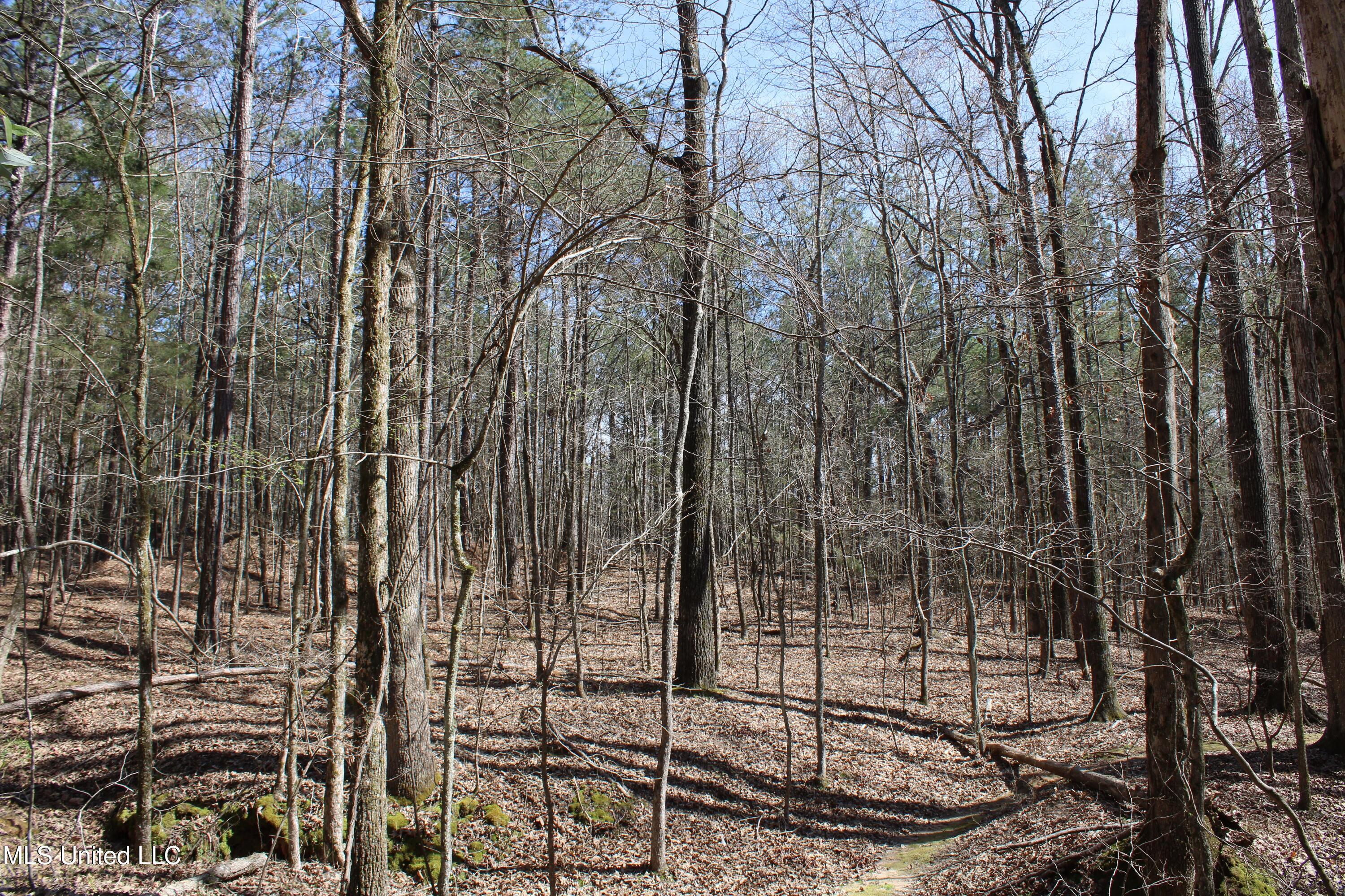 0 Glenville Road Como, MS 38619 - Photo 37 of 44 IMG_5782