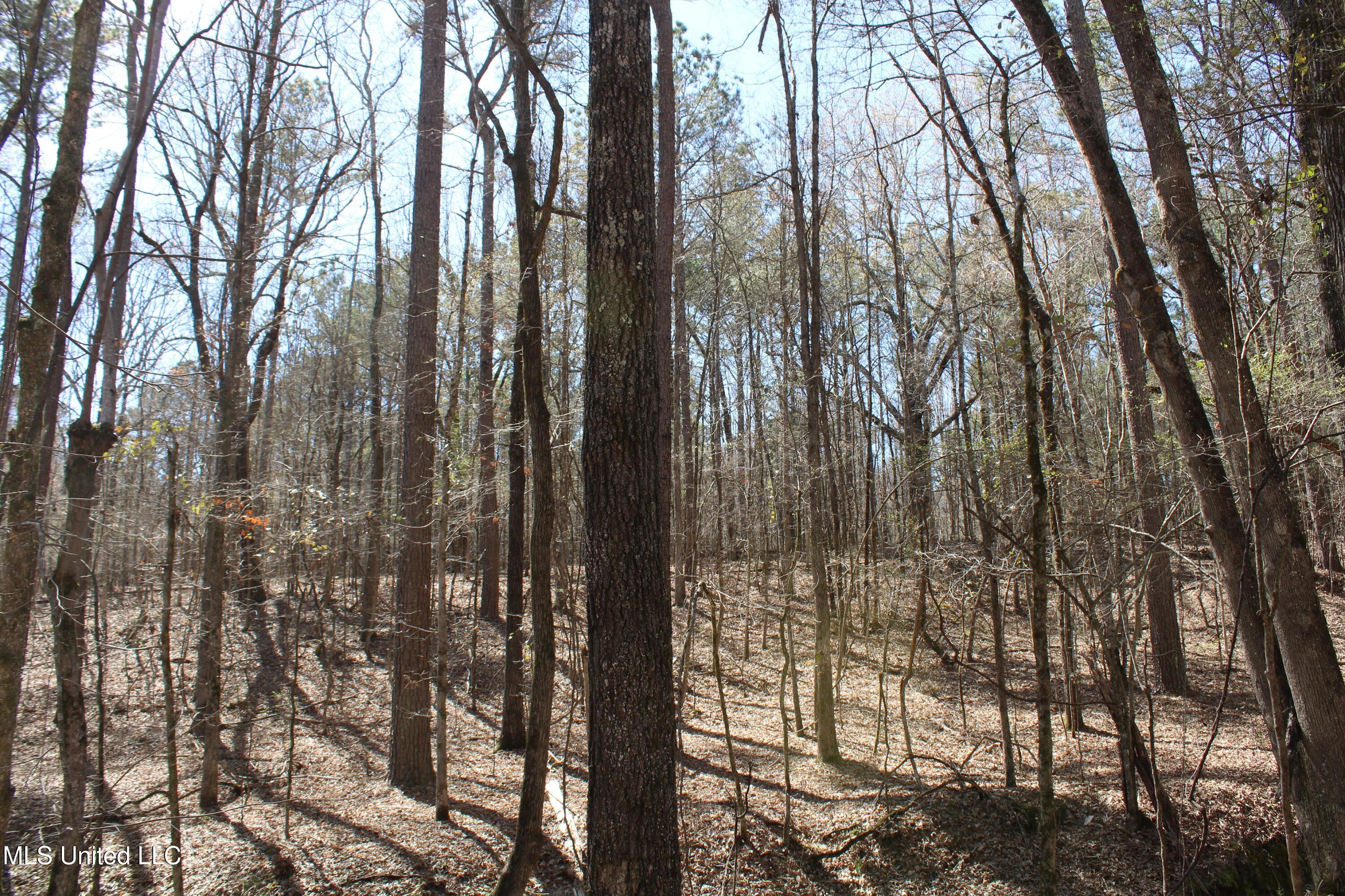 0 Glenville Road Como, MS 38619 - Photo 41 of 44 IMG_5786