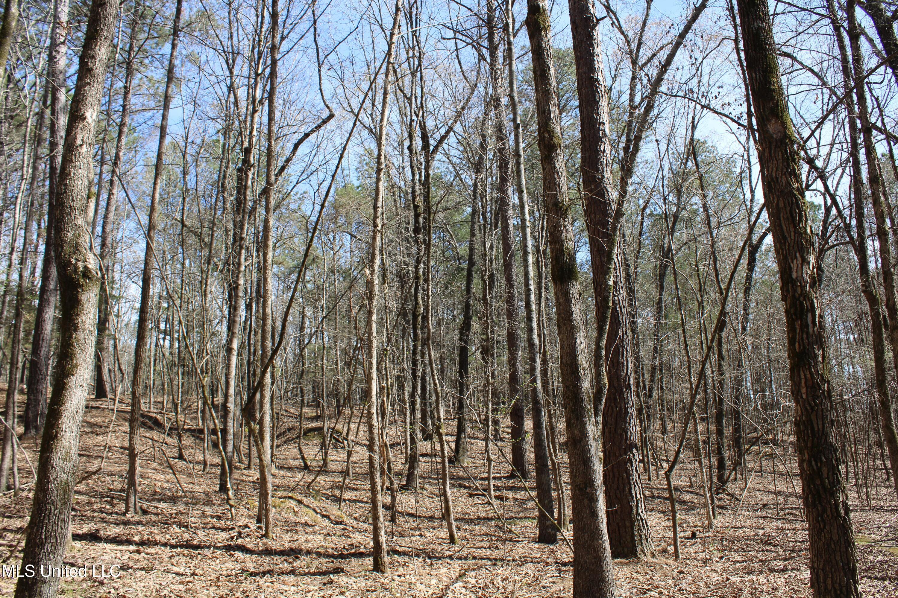 0 Glenville Road Como, MS 38619 - Photo 42 of 44 IMG_5787