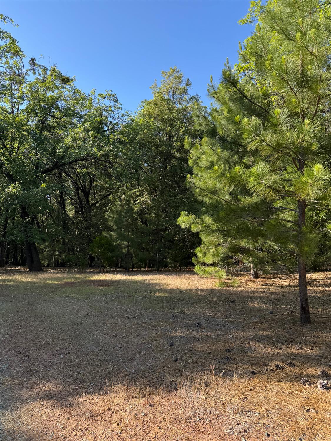 14577 Andrews Road Pine Grove, CA 95665 - Photo 10 of 37 a view of a yard with a tree