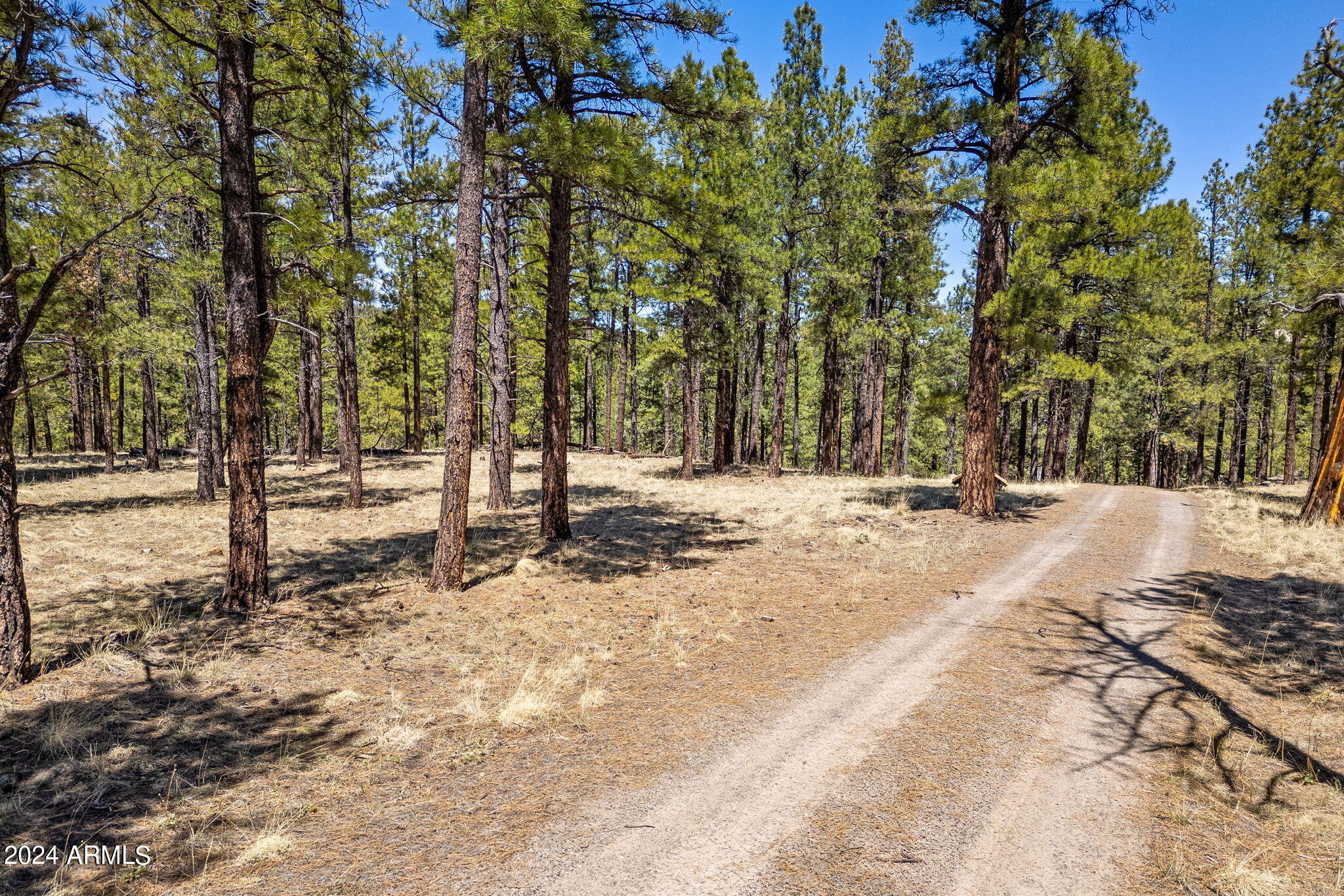 9 County Road Greer, AZ 85927 - Photo 8 of 33 a view of road with trees