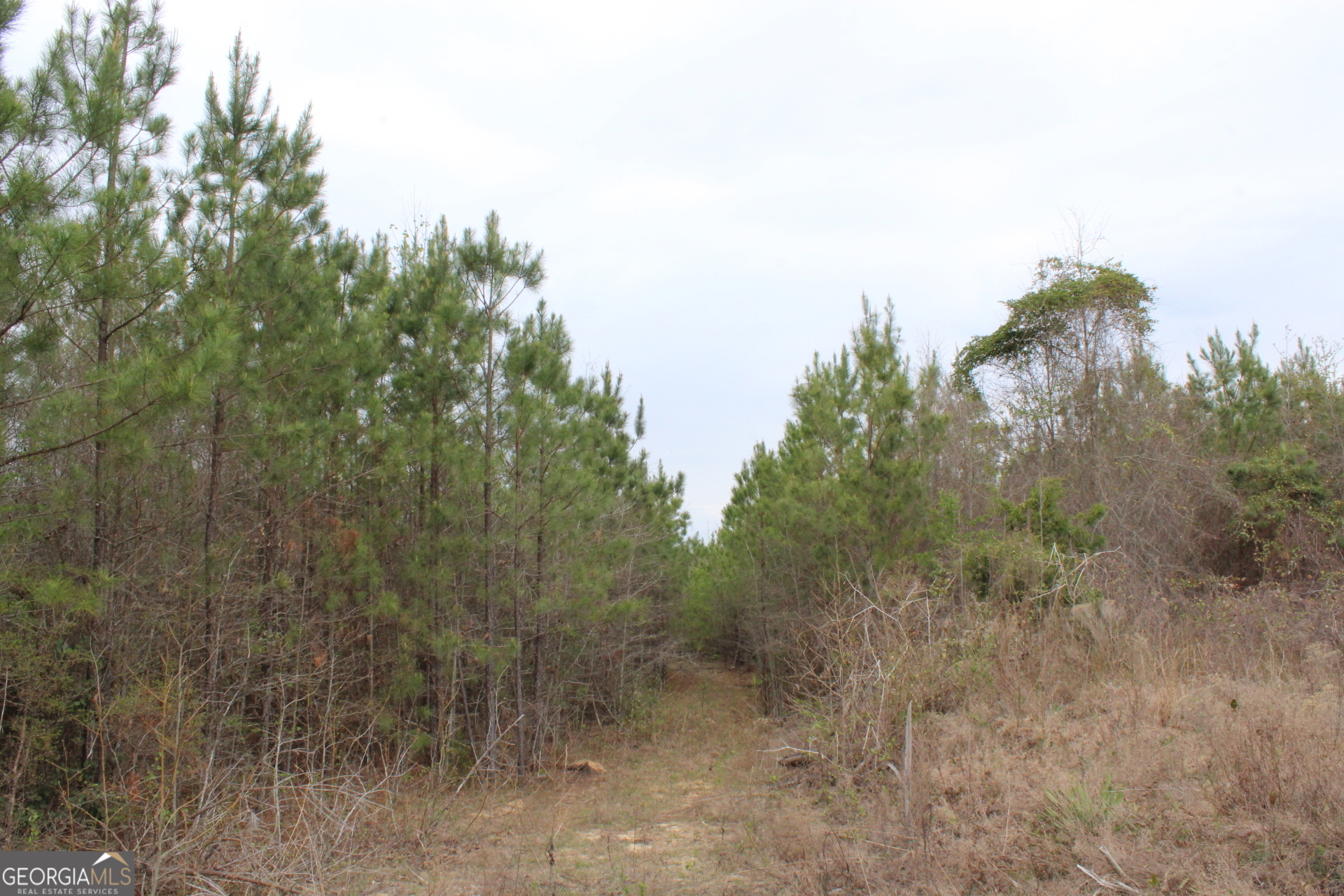 95-ac Sales Road Mauk, GA 31058 - Photo 4 of 9