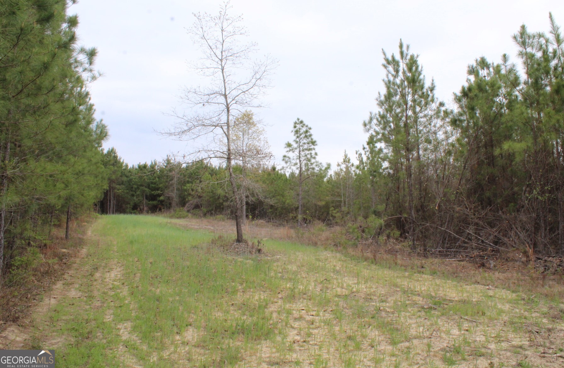 95-ac Sales Road Mauk, GA 31058 - Photo 6 of 9