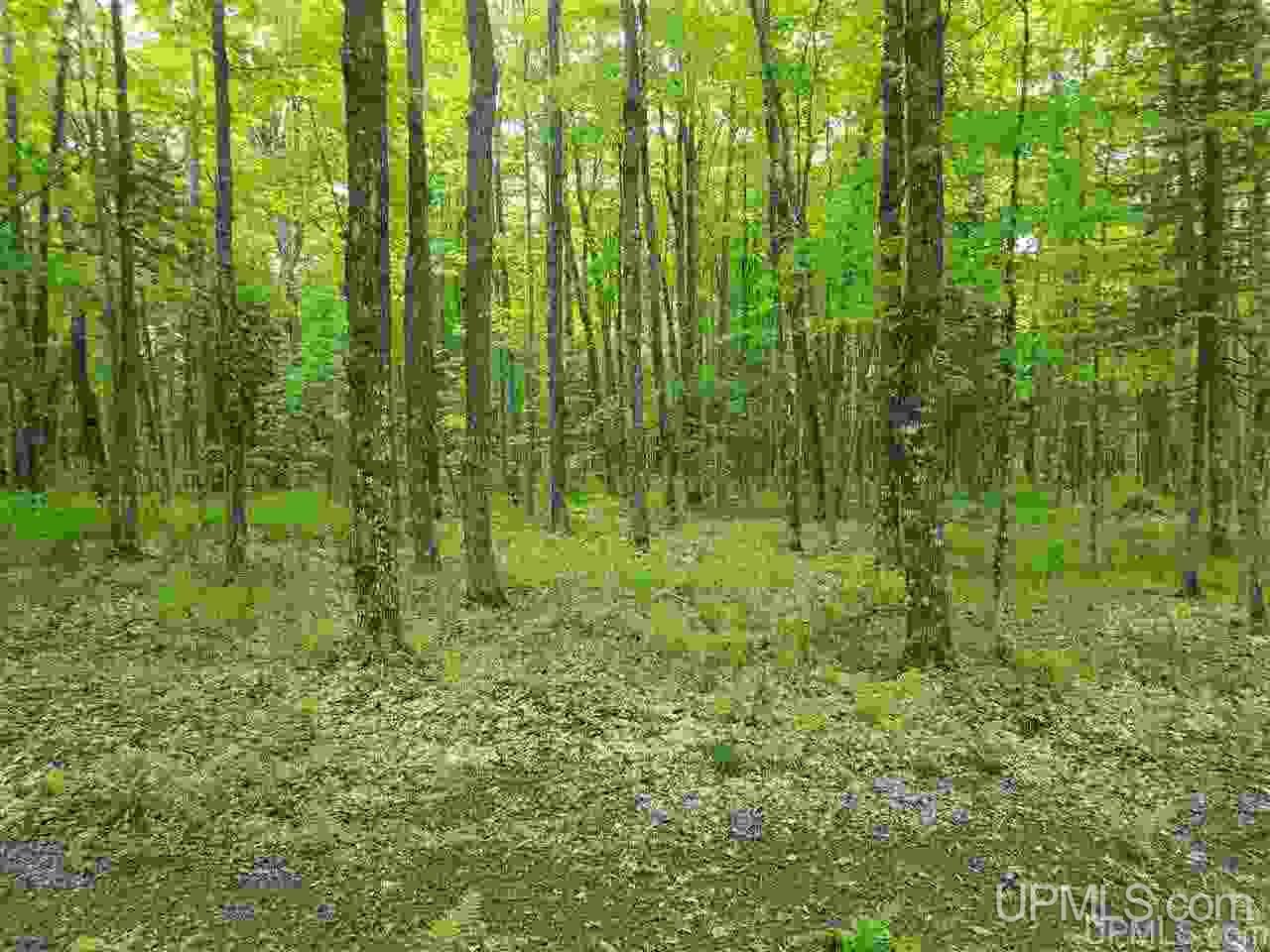 40-ac Parks Farm Road Iron River, MI 49935 - Photo 4 of 20