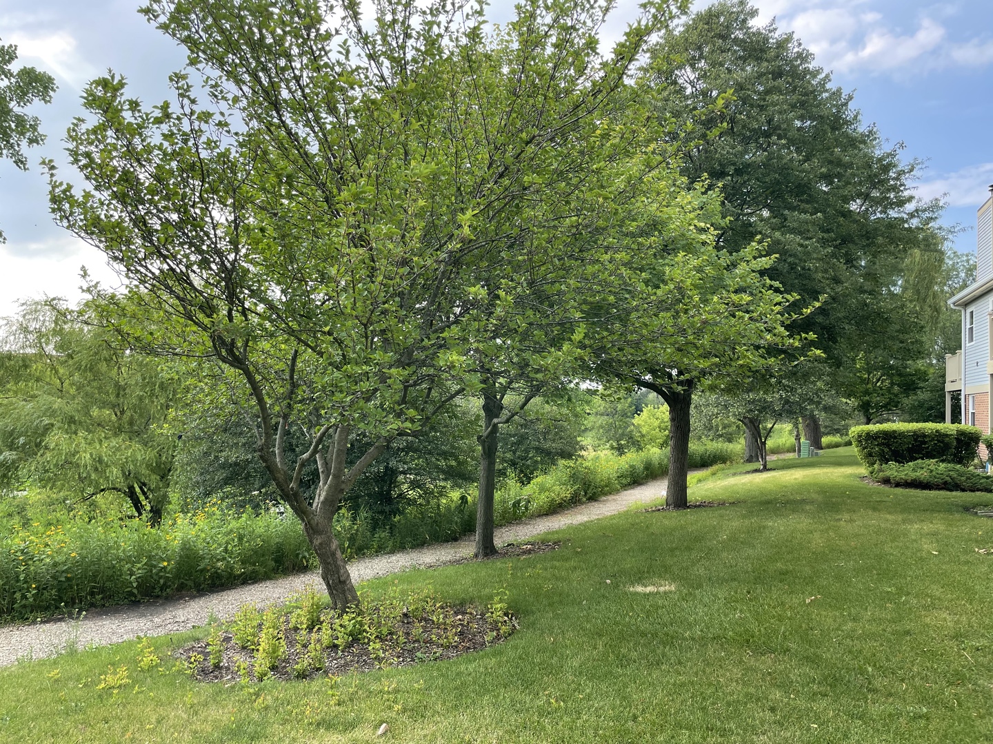 2 Aberdeen Court, Unit W1 Schaumburg, IL 60107 - Photo 18 of 31 a view of a tree in a yard