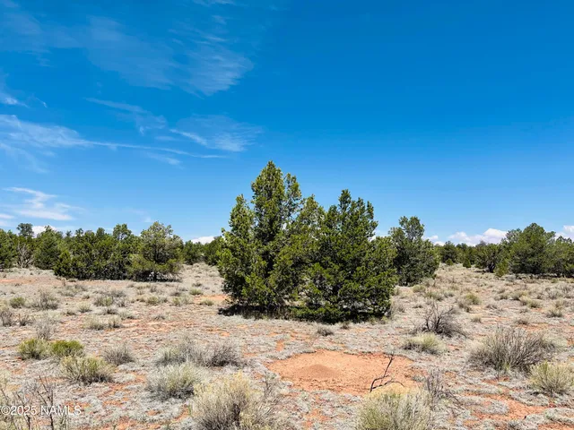 a view of a yard with a tree