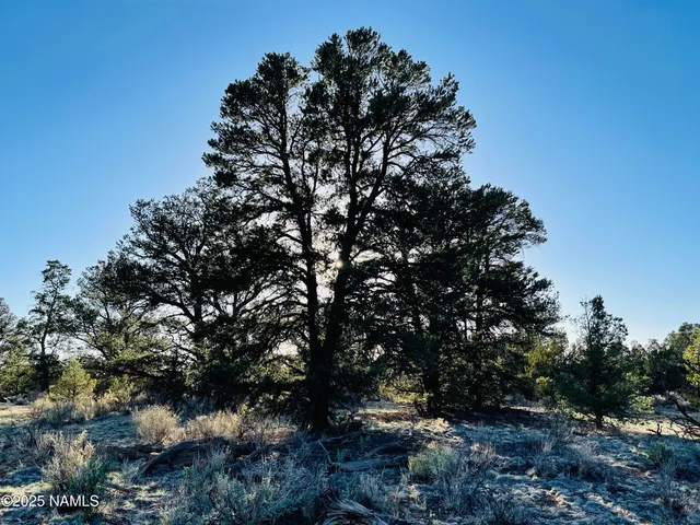 a view of a tree with a plant