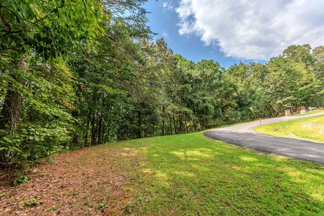 a view of a forest with trees in the background