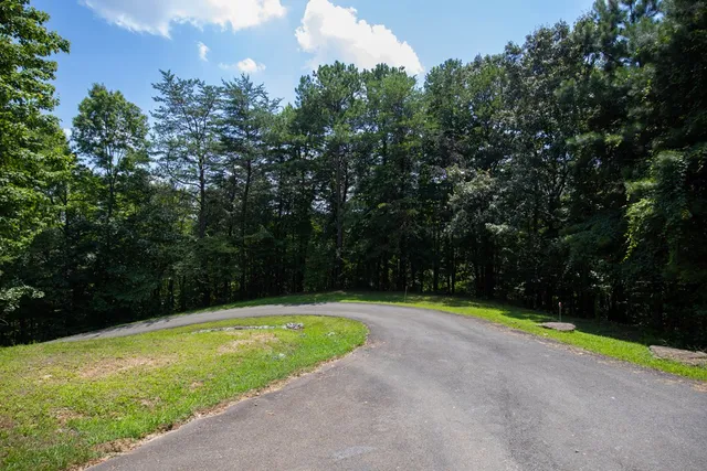 a view of a forest filled with trees