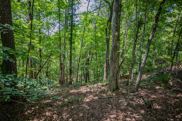 a view of a yard with large trees