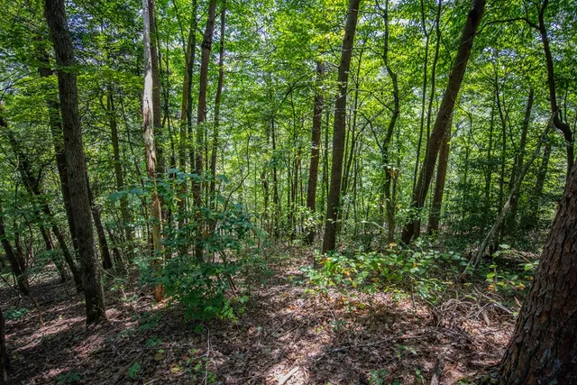 a garden with trees in front of it