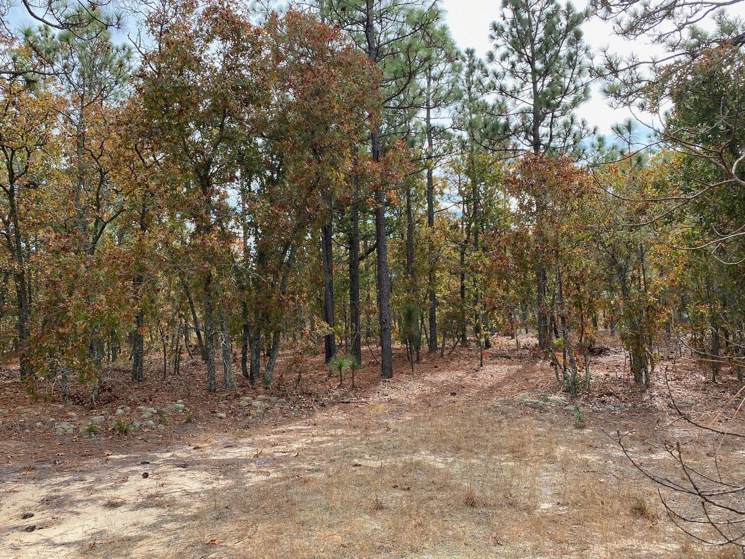 10-acres Pine Acres Road Windsor, SC 29856 - Photo 2 of 3