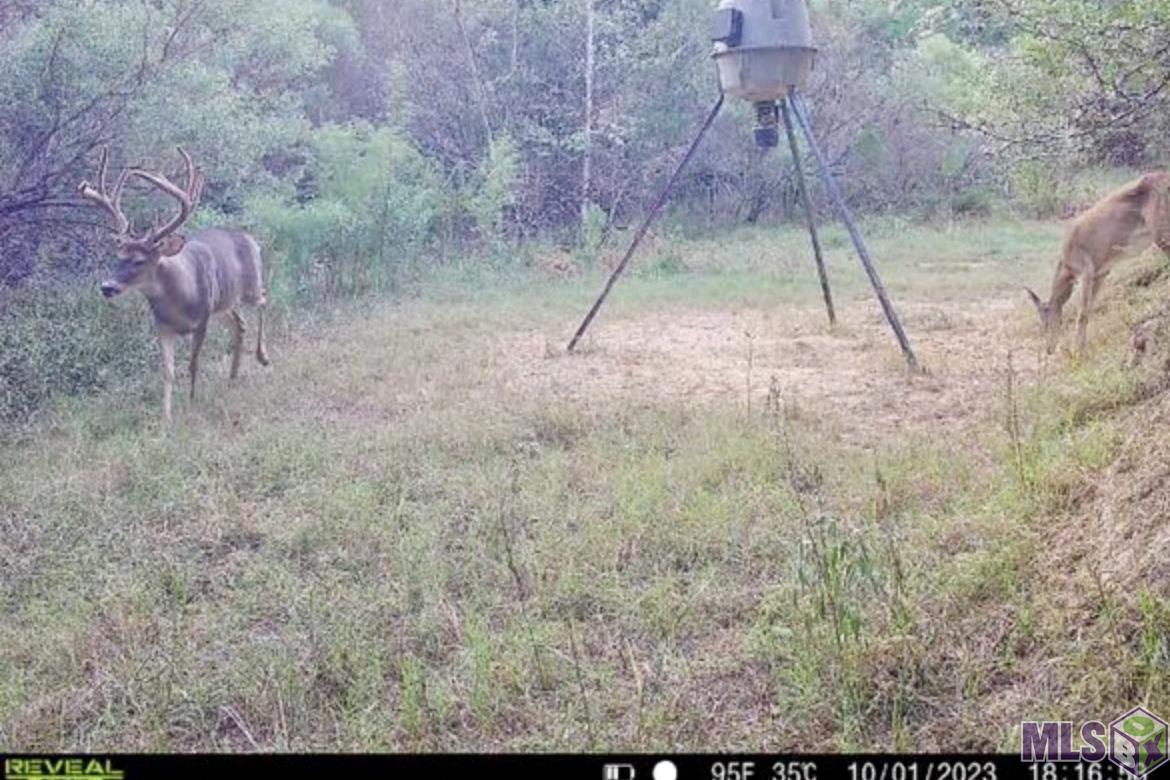 655 Oil Well Road Fayette, MS 39069 - Photo 4 of 58