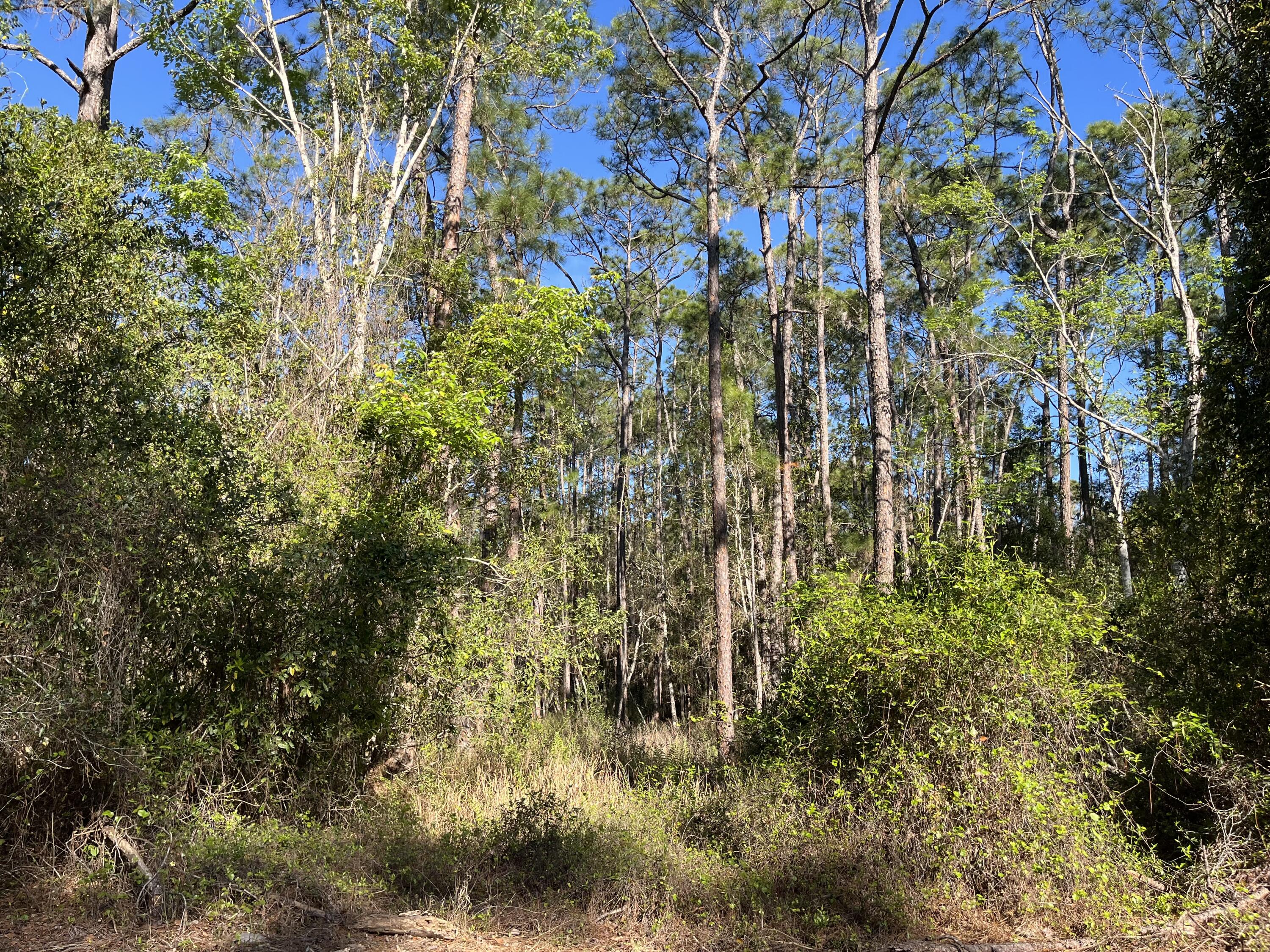208 3rd Street Georgetown, FL 32139 - Photo 1 of 5 a view of a garden with plants
