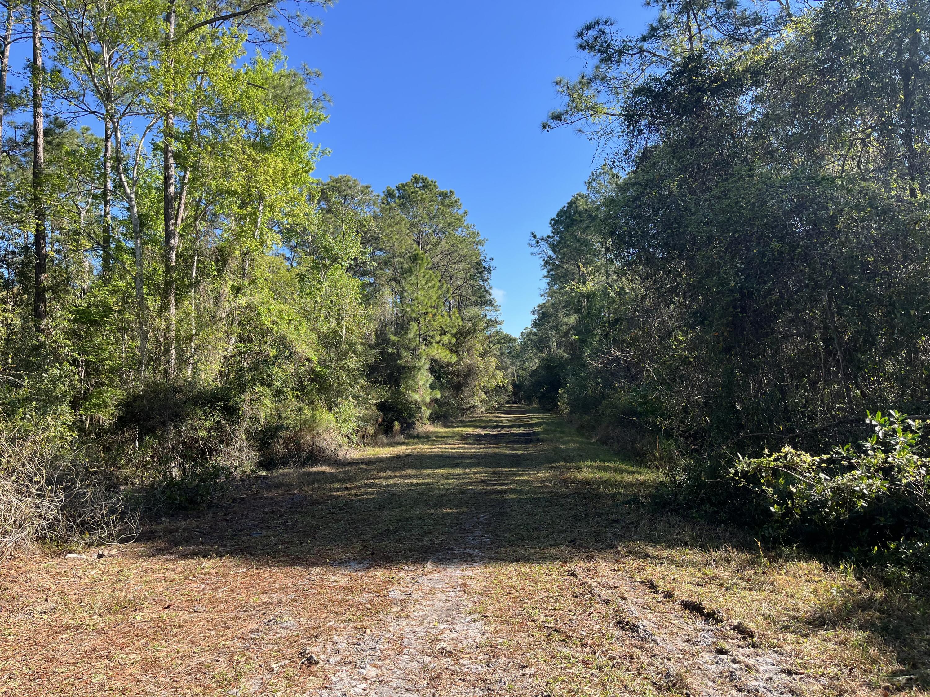 208 3rd Street Georgetown, FL 32139 - Photo 2 of 5 a view of yard