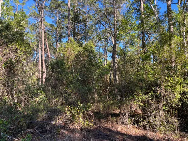 a view of a tree with a tree