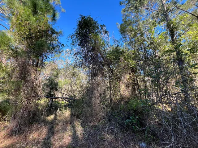 a backyard of a house with lots of trees