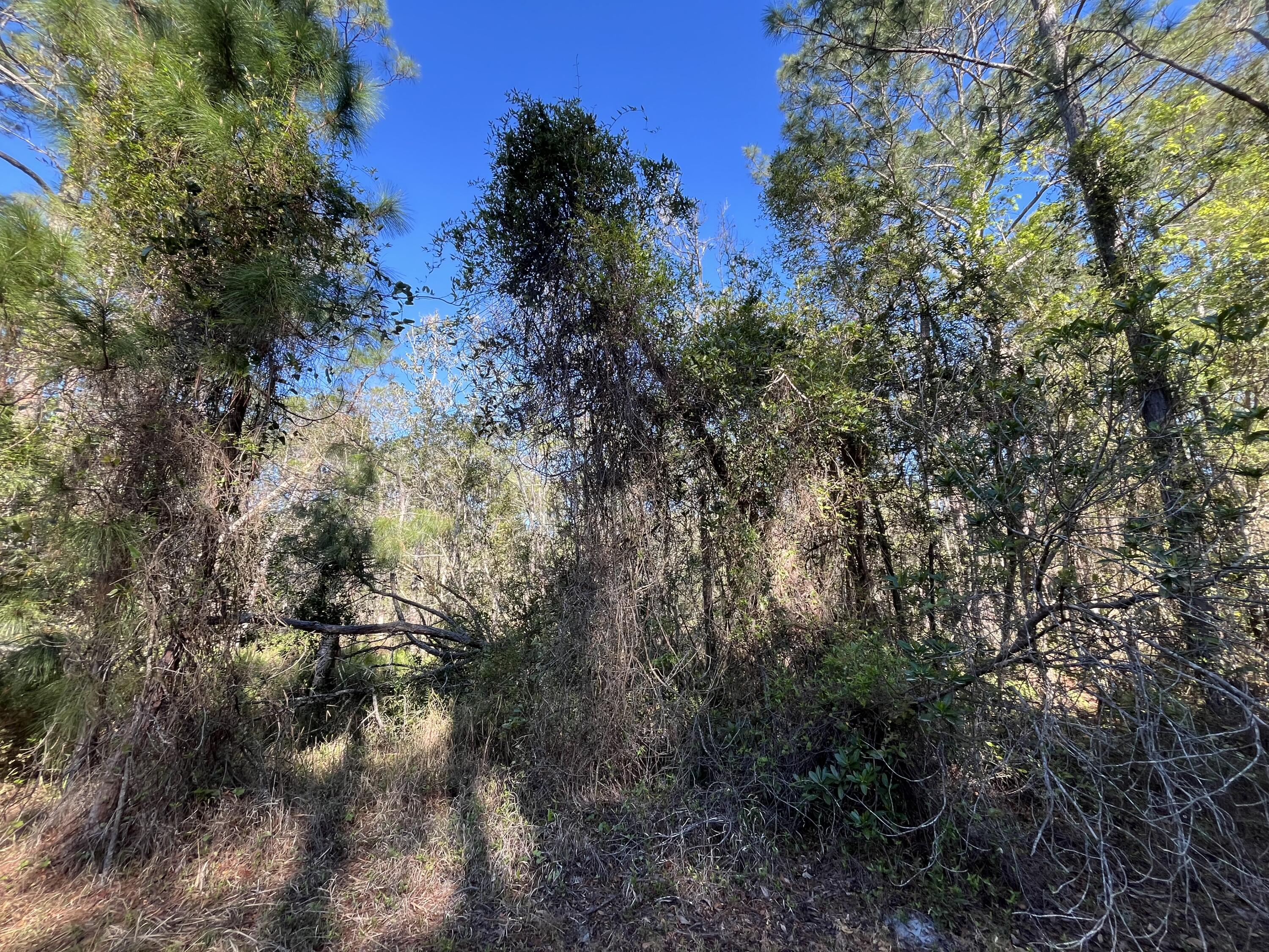 208 3rd Street Georgetown, FL 32139 - Photo 5 of 5 a backyard of a house with lots of trees