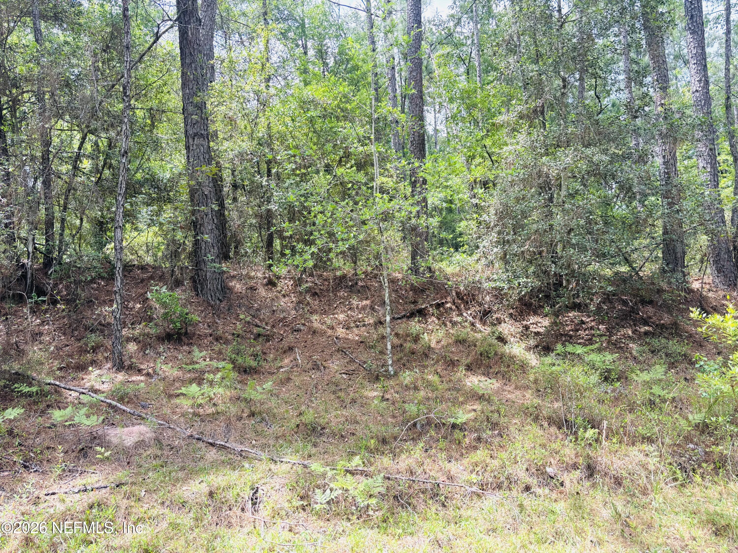 0 Lake Hampton Road Hilliard, FL 32046 - Photo 11 of 23 a view of a forest that has large trees
