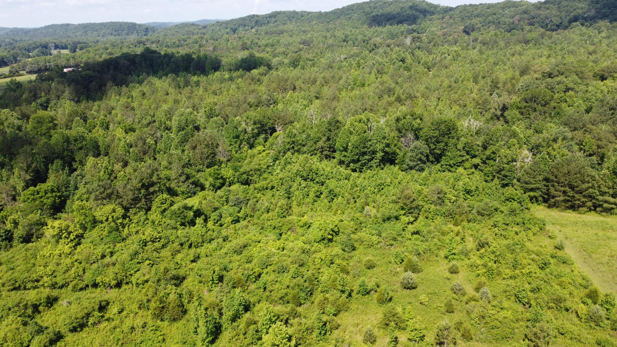 460 Buckner Road Philadelphia, TN 37846 - Photo 1 of 11 a view of a lush green forest with a lush green forest